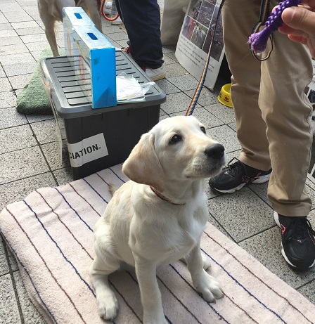 街頭募金 10 28 土 不要なバスタオルやタオルをお持ち下さい 災害救助犬 セラピードッグを育成 派遣する認定npo法人 日本レスキュー協会